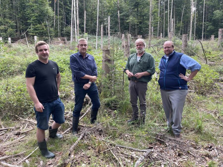 Aufforstungsfläche der Holz-Agentur im Sauerland
